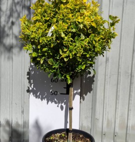 БЕРЕСКЛЕТ EUONYMUS JAPONICA ELEGANTISSIMA AUREA C. 20L 1/4 FUSTO