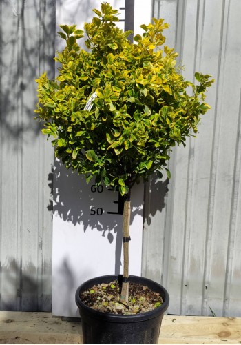 БЕРЕСКЛЕТ EUONYMUS JAPONICA ELEGANTISSIMA AUREA C. 20L 1/4 FUSTO