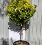 БЕРЕСКЛЕТ EUONYMUS JAPONICA ELEGANTISSIMA AUREA C. 20L 1/4 FUSTO