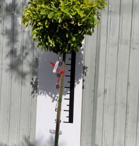 БЕРЕСКЛЕТ EUONYMUS JAPONICA ELEGANTISSIMA AUREA C. 25L 1/2 FUSTO