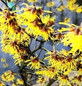 Гамамеліс HAMAMELIS MOLLIS C. 15L STOCK
