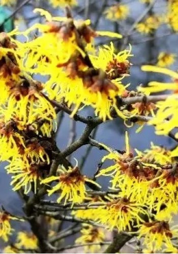 Гамамелис HAMAMELIS MOLLIS C. 12L 3/4 FUSTO
