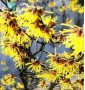 Гамамелис HAMAMELIS MOLLIS C. 12L 3/4 FUSTO