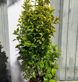 БЕРЕСКЛЕТ EUONYMUS JAPONICA ELEGANTISSIMA AUREA  с 9L  h 70-80