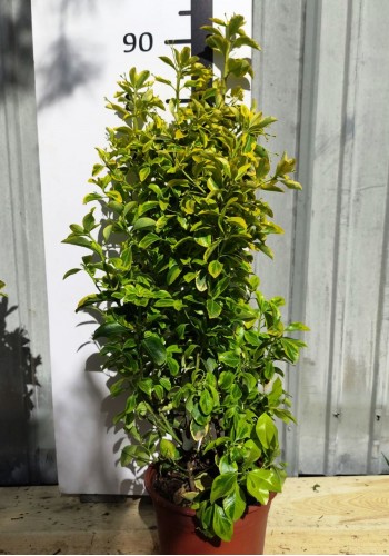 БЕРЕСКЛЕТ EUONYMUS JAPONICA ELEGANTISSIMA AUREA  с 9L  h 70-80