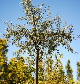 Груша PYRUS SALICIFOLIA PENDULA      CLT  C.10-12 ALTO FUSTO