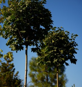 Клен ACER PLATANOIDES GLOBOSUM C.55L 08-12