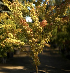 Клен ACER PALMATUM BI HOO  COUPE 30 h 210