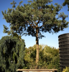 Сосна звичайна PINUS SYLVESTRIS дер.ящик h 500 d 46-48 