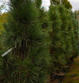Сосна PINUS GREEN TOWER C. 35L 150-175         