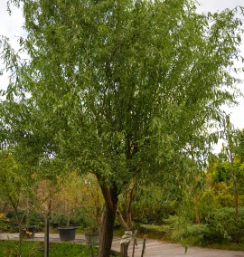 Верба Матсудана Тортуоза  SALIX  "MATSUDANA TORTUOSA" C80L h350-400