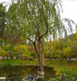 Верба "Вавілонська"  SALIX "BABYLONICA" C100L h250-300