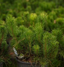 Сосна гірська Мугус PINUS MUGO MUGHUS C. 2L        