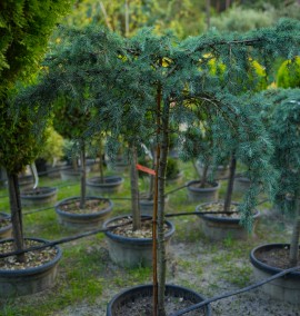 Кедр CEDRUS DEODARA FEELIN' BLUE C35L 1/4 FUSTO