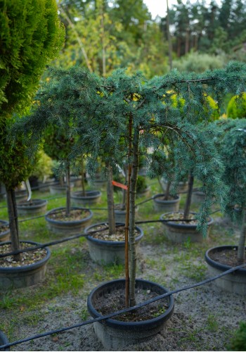 Кедр CEDRUS DEODARA FEELIN' BLUE C35L 1/4 FUSTO