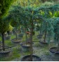 Кедр CEDRUS DEODARA FEELIN' BLUE C35L 1/4 FUSTO