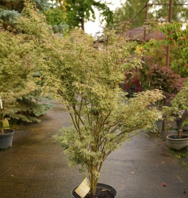 Клен acer palmatum Butterfly c 35 l h 160