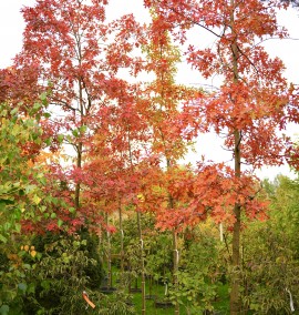 ДУБ QUERCUS PALUSTRIS C. 50L 14-16