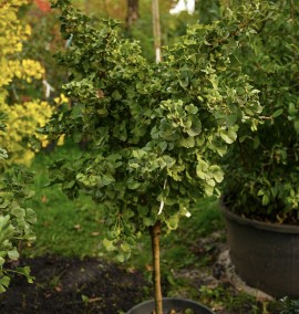Гінкго Ginkgo biloba mariken c 30l 1/4 fusto h 130-140