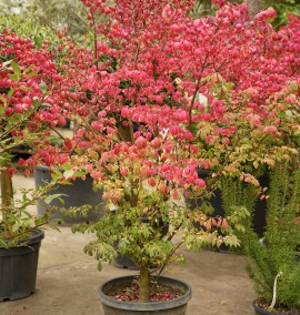 Бересклет крилатий EUONYMUS ALATUS COMPACTA c 35l h 150
