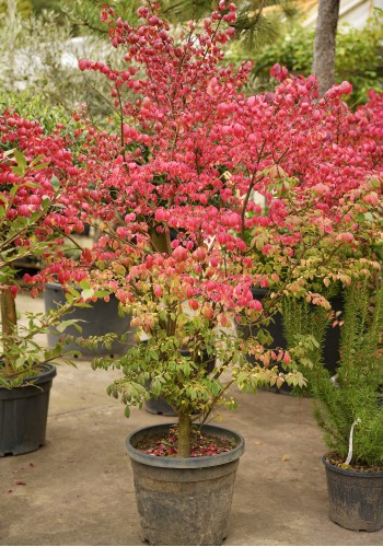 Бересклет крилатий EUONYMUS ALATUS COMPACTA c 35l h 150
