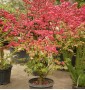 Бересклет крилатий EUONYMUS ALATUS COMPACTA c 35l h 150