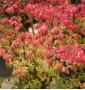 Бересклет крилатий EUONYMUS ALATUS COMPACTA c 35l h 150