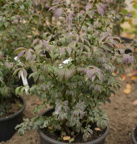 Бересклет крилатий Euonymus alatus C15 L h 60