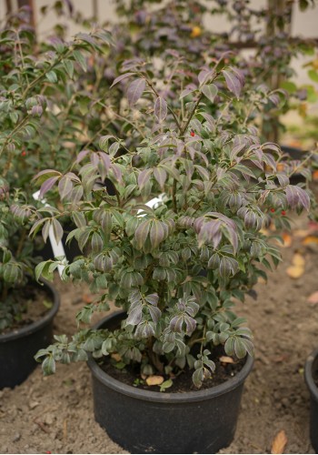 Бересклет крилатий Euonymus alatus C15 L h 60