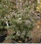 Бересклет крилатий Euonymus alatus C15 L h 60