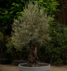 Олива європейська OLEA EUROPAEA CLT C.80/100 OLD TRUNK