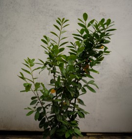 Лавровишня PRUNUS LAUROCERASUS NOVITA CLT 10