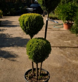 Туя THUJA ORIENTALIS COMPACTA AUREA NANA C. 30L PON-PON