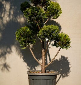 Кипарис CUPRESSOCYPARIS LEY.CAST.GOLD VASO GRIGIO POMPONS