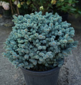 Ялина PICEA PUNGENS GLAUCA GLOBOSA CLT