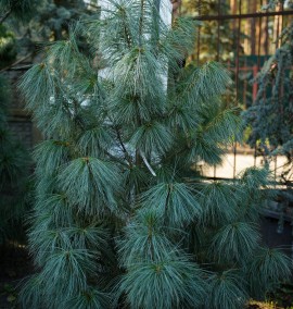 Сосна гімалайська PINUS WALLICHIANA C. 43L 080-100