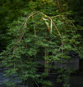 КЛЕН ACER PALMATUM RYUSEN COUPE 45 1/4 FUSTO