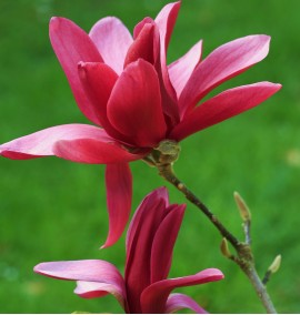 Магнолія Бургунді Magnolia 'Burgundy' с 20 l h 180-200