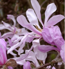 Магнолія MAGNOLIA LOEB.LEONARDO MESSEL з 70 l h 200-250 BUSH
