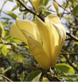Магнолія Magnolia "Limelight" C 25 H 200-210