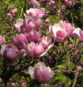Магнолія суланжа MAGNOLIA SOULANGIANA C80L h220-250  BUSH