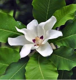 Магнолiя великолиста  Magnolia macrophylla, С6