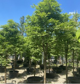 Метасеквойя Metasequoia glyptostroboides c 43 h 220 1/4 FUSTO