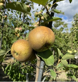 ЯБЛУНЯ MALUS DOMESTICA (MELO) BELLE DE BOSKOOP   CLT 35 SPALLIERA