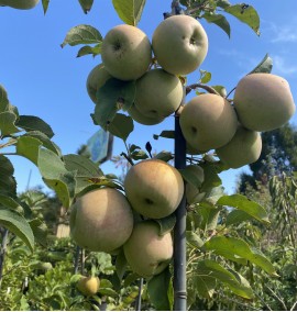 ЯБЛУНЯ MALUS DOMESTICA (MELO) FUJI CLT 35 SPALLIERA