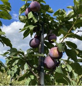 СЛИВА PRUNUS DOMESTICA (SUSINO) PRESIDENT CLT 35 SPALLIERA