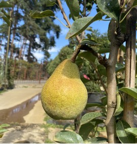 ГРУША PYRUS COMMUNIS (PERO) WILLIAMS CLT 25 SPALLIERA SEMPLICE