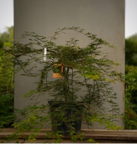 КЛЕН ACER PALMATUM EMERALD LACE C20 1/4 STD