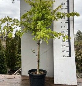 КЛЕН ACER PALMATUM ORANGE DREAM C. 15L 1/4 FUSTO