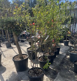Айва японська CHAENOMELES JAPONICA RUBRA C. 18L
